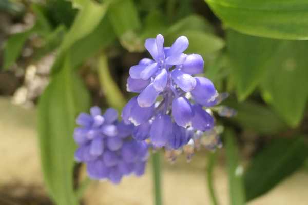 Annexe P1034518-2.JPG