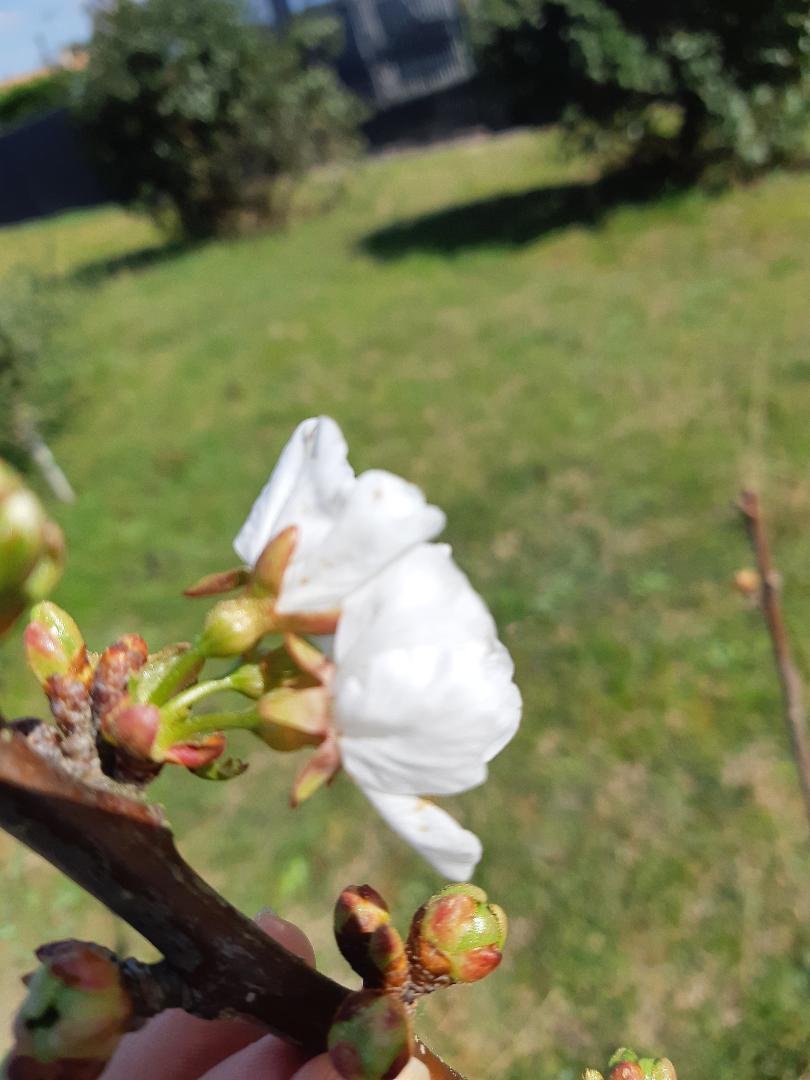 Annexe zoom bourgeon.jpg