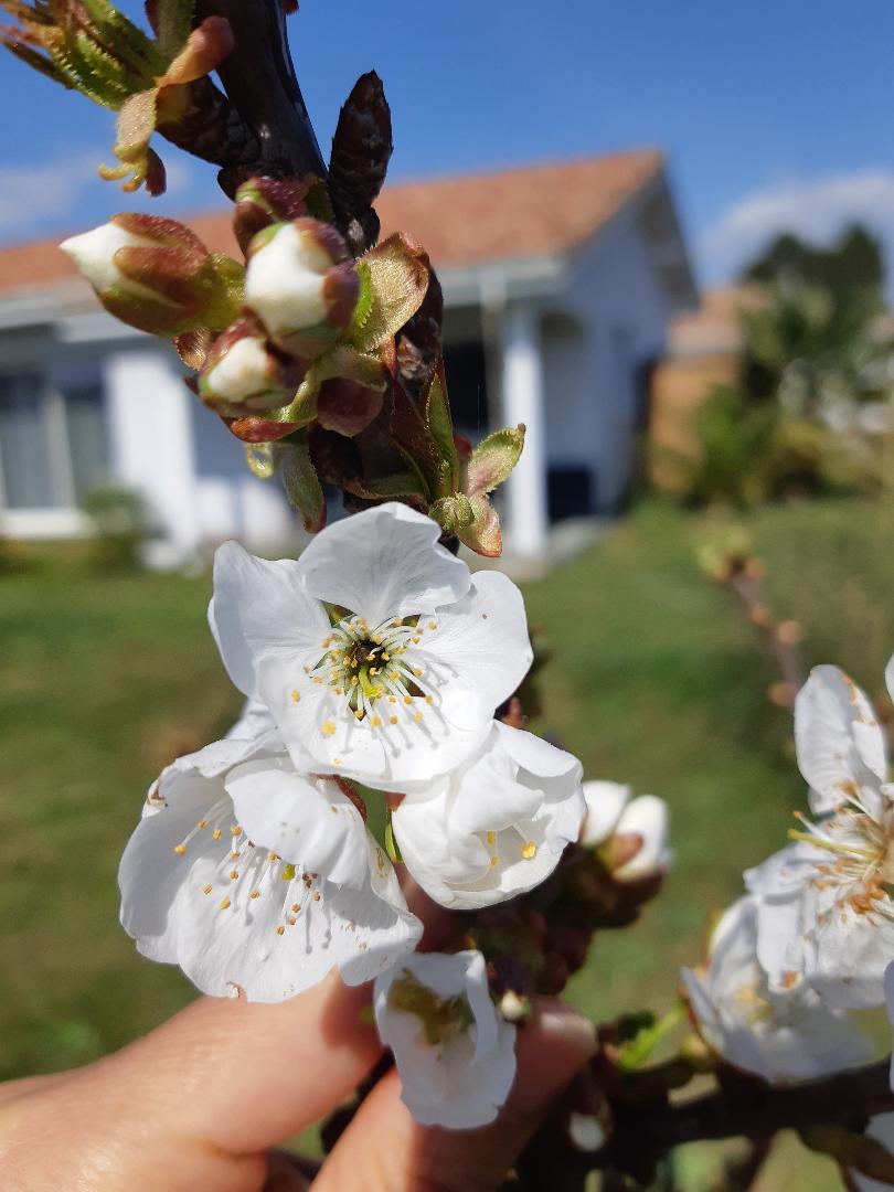 Annexe zoom fleur.jpg