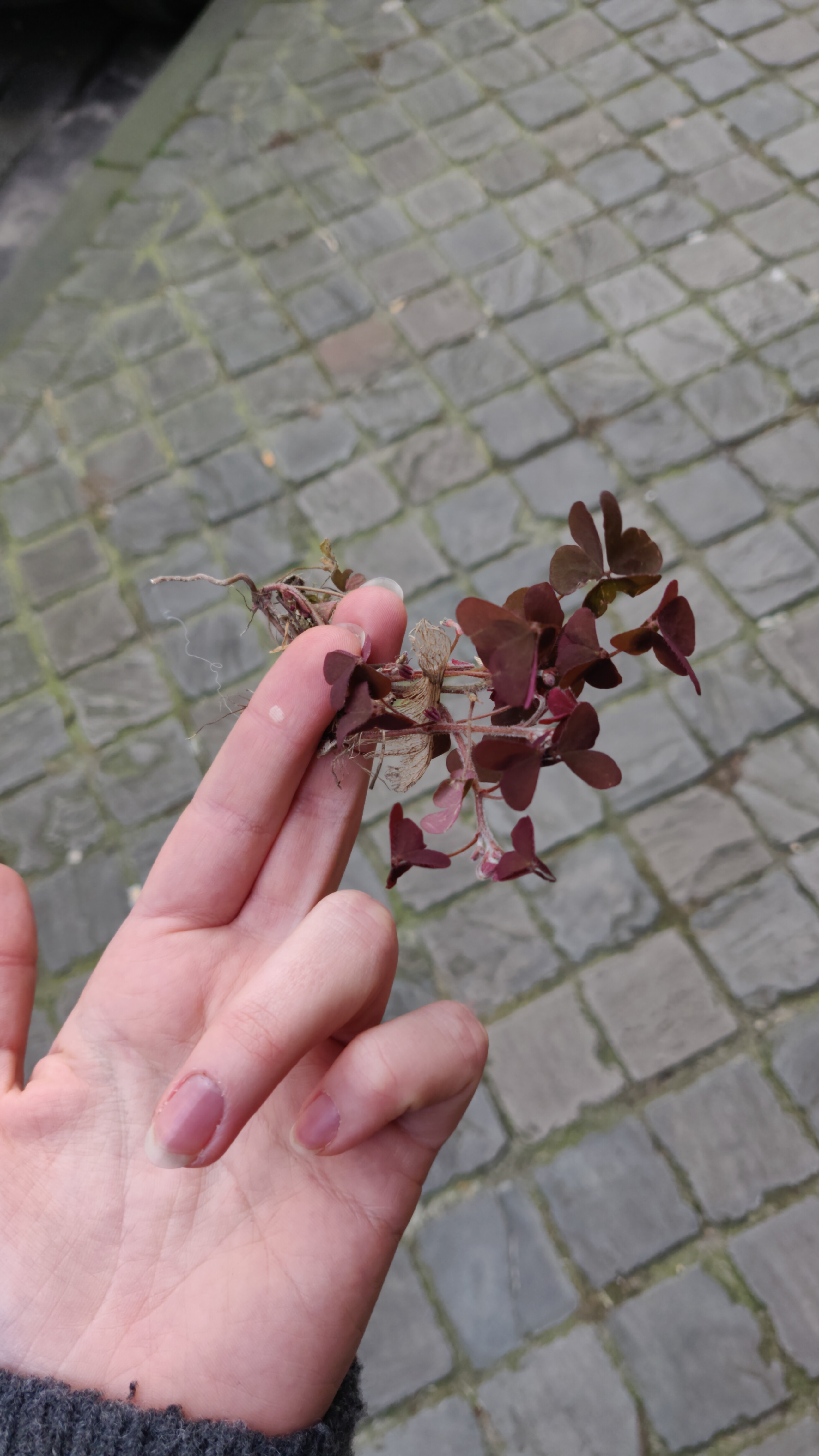 Annexe Treflerouge.jpeg