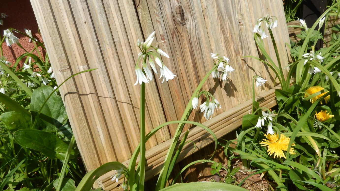 Annexe ail_triquetre_1_pt.jpg