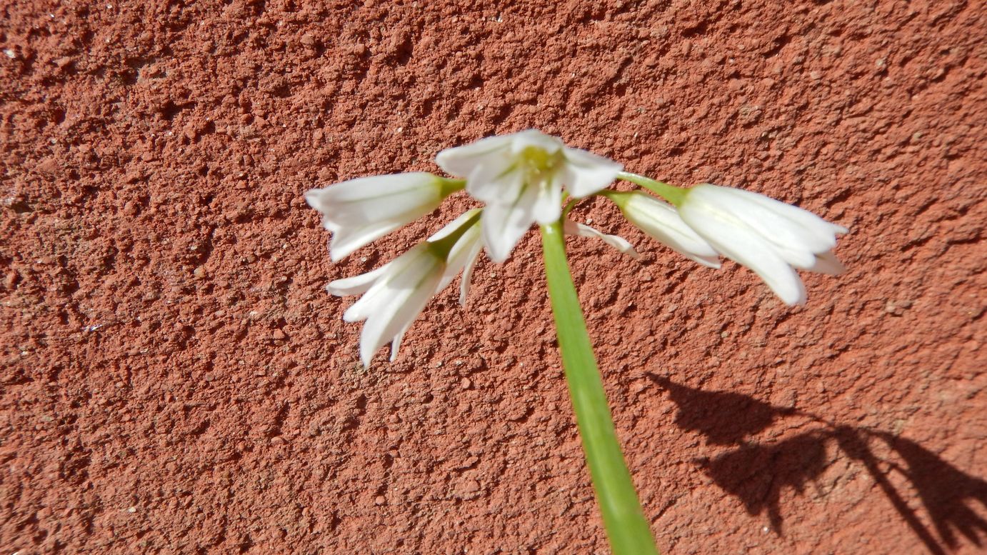 Annexe ail_triquetre_2_pt.jpg