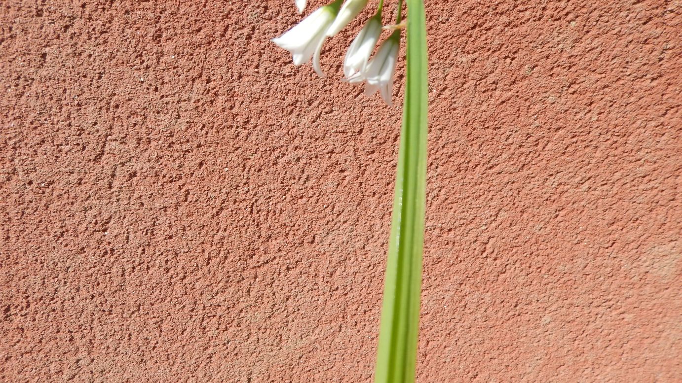 Annexe ail_triquetre_3_pt.jpg