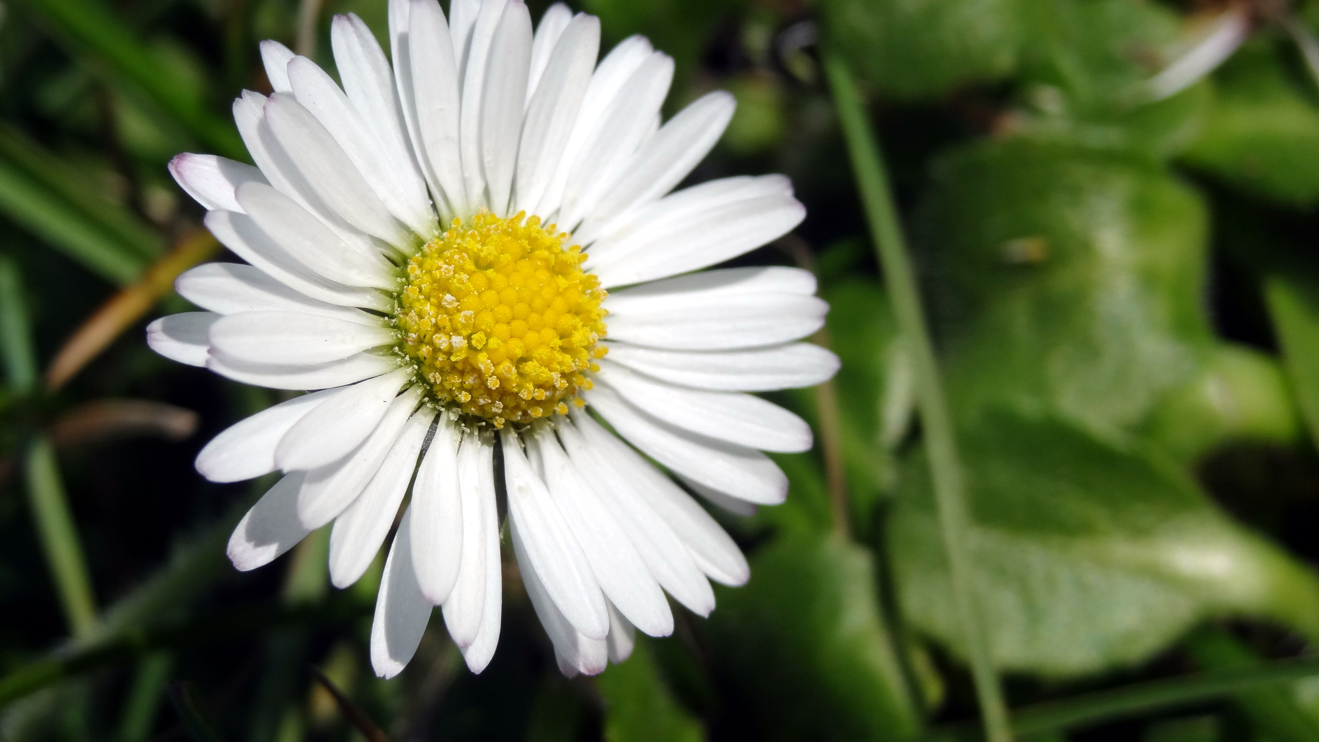 Annexe Pâquerette - Inflorescence.jpg