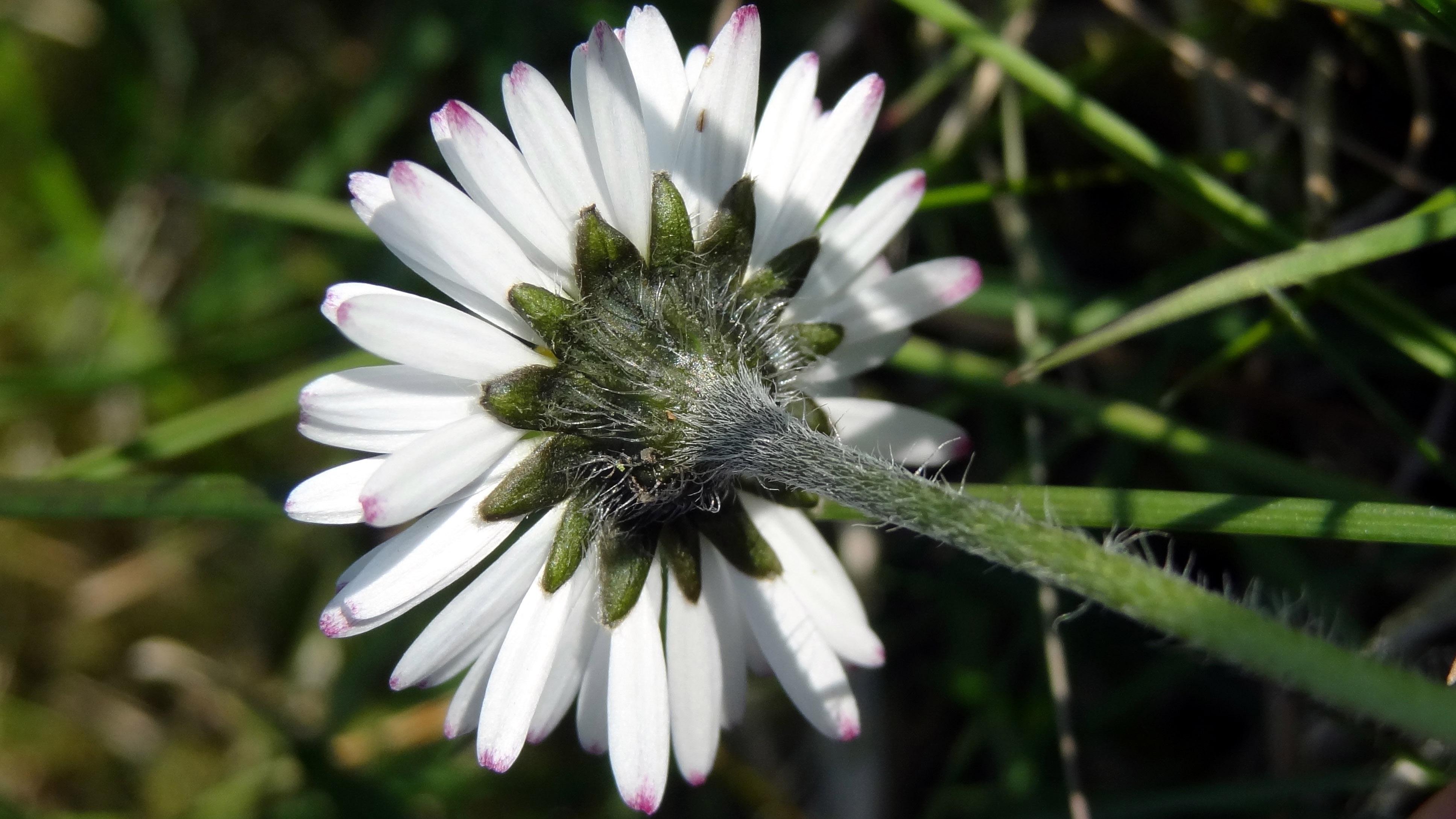 Annexe Pâquerette - Involucre.jpg