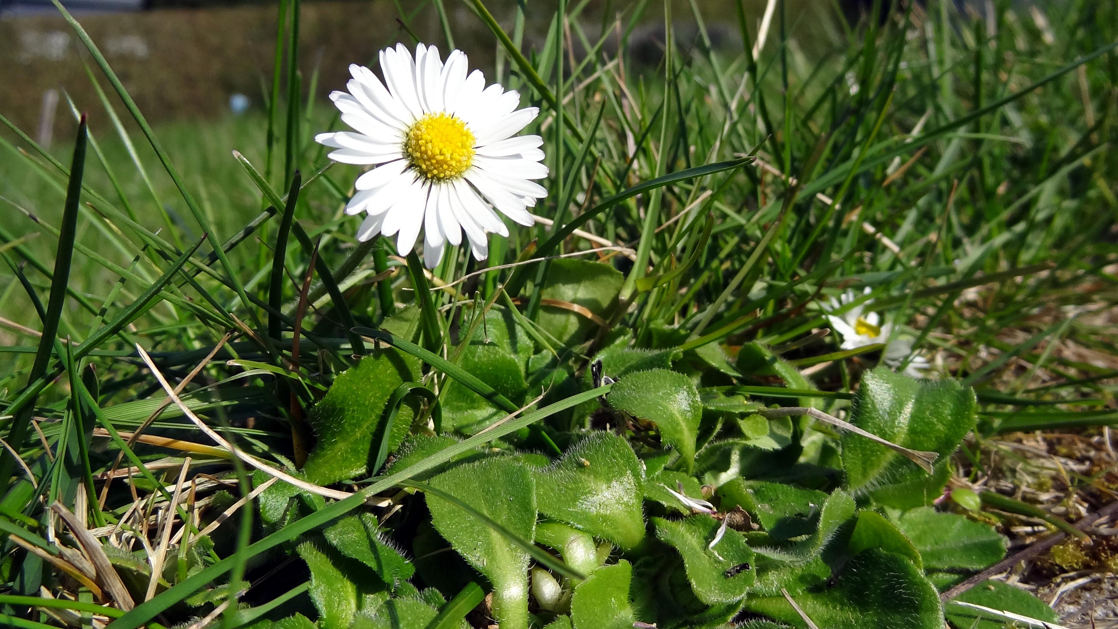 Annexe Pâquerette - Vue globale.jpg