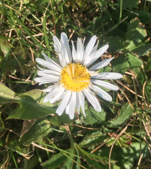 Annexe Capture d’écran 2020-03-27 à 15.15.43.png