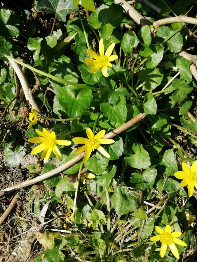 Annexe 1585305858685.JPEG