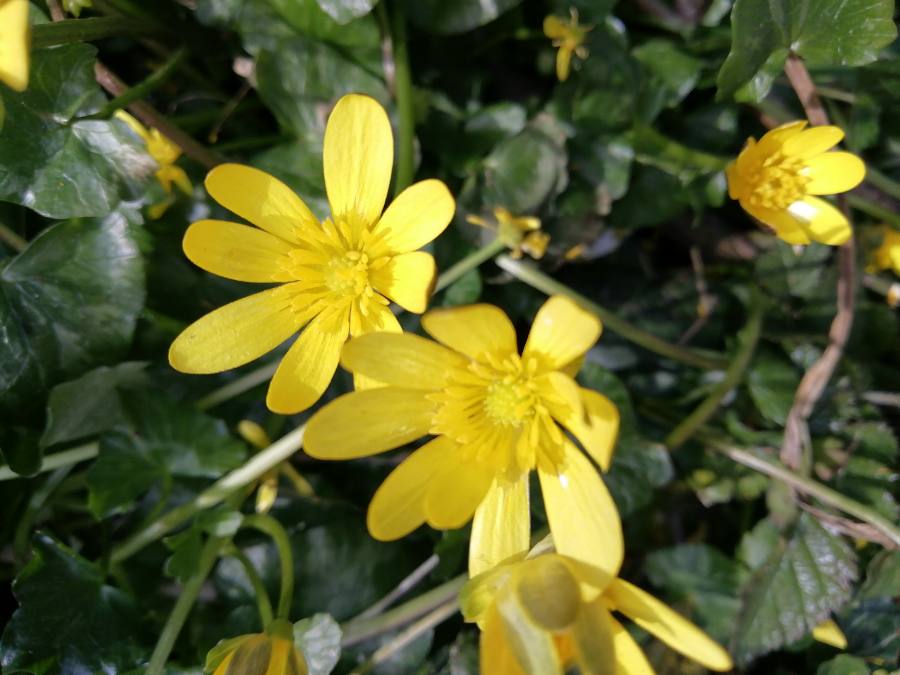 Annexe 1585318140535.JPEG