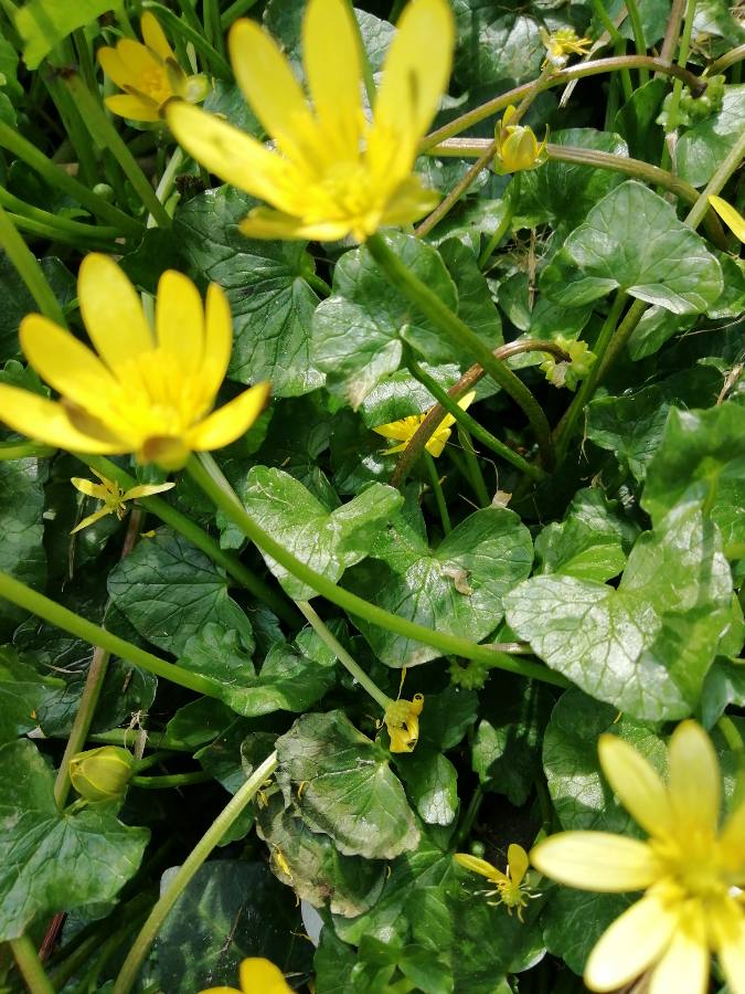 Annexe 1585318172310.JPEG