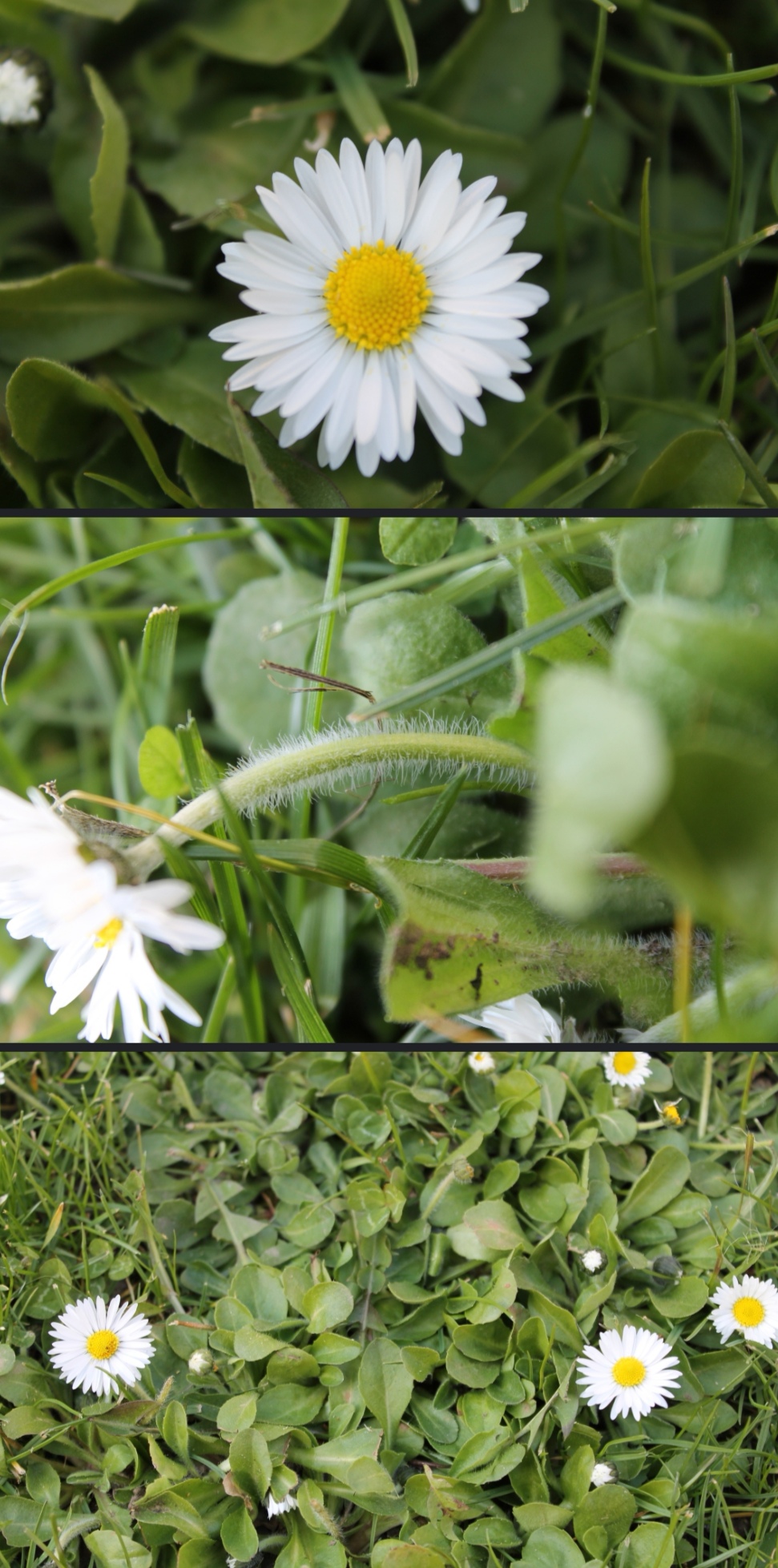 Annexe paquerette.jpg