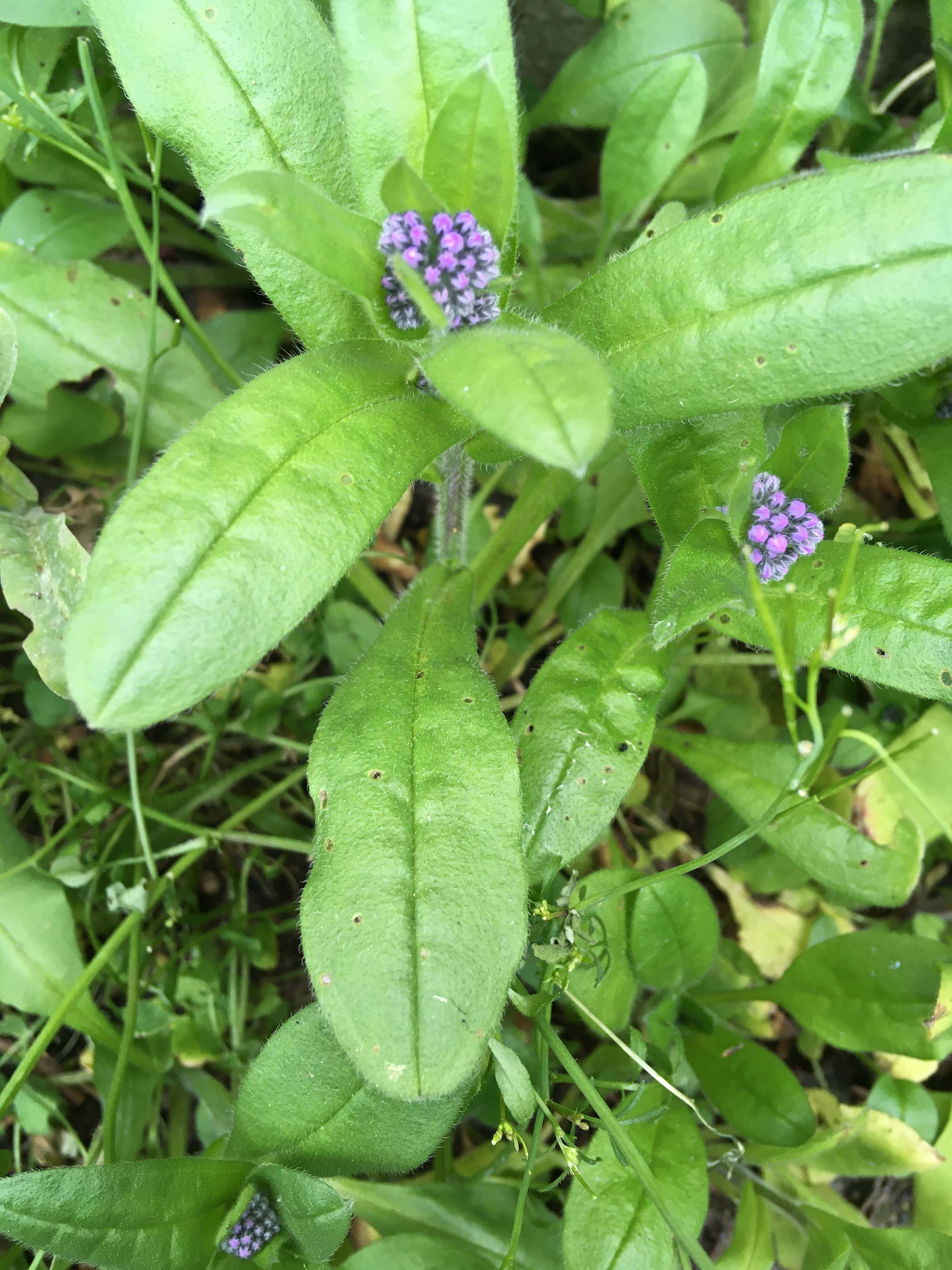 Annexe Feuilles tige.jpg