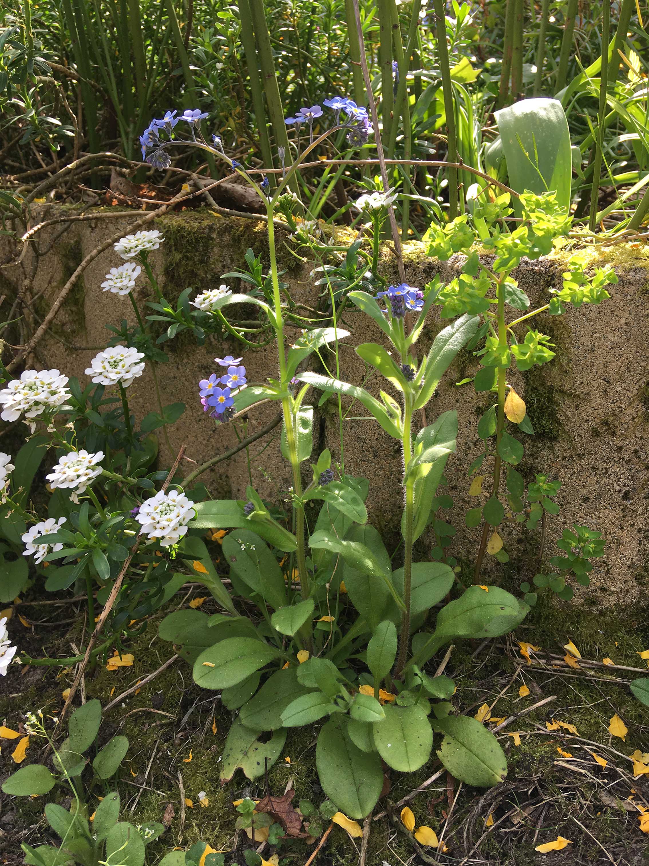 Annexe Plante entière.jpg