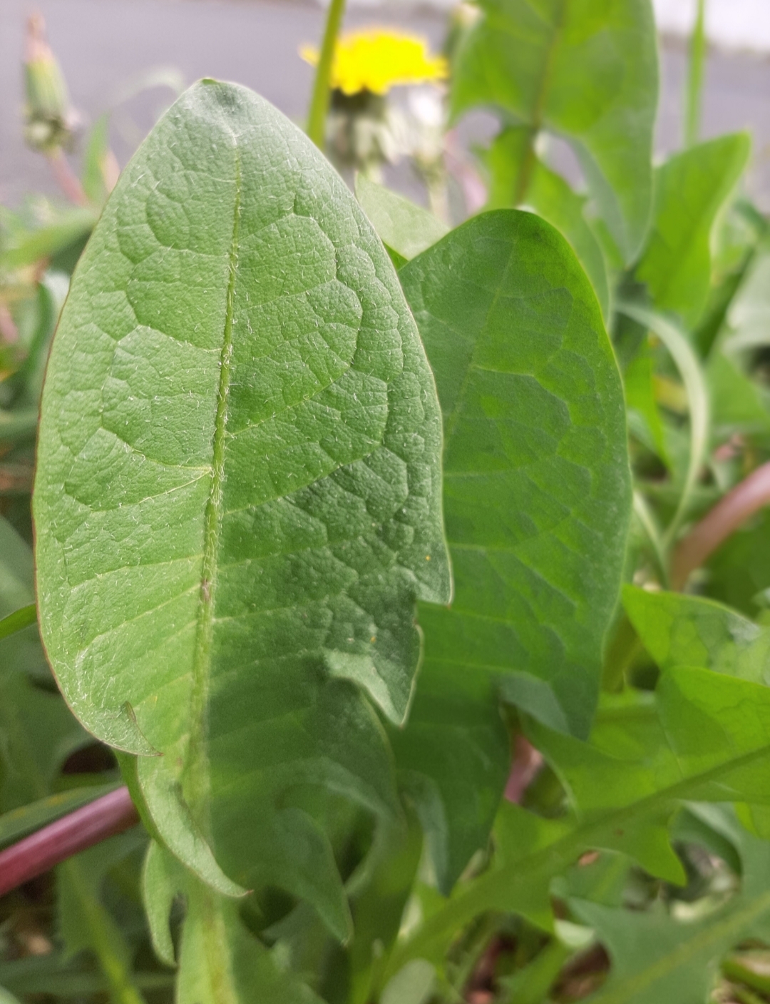 Annexe 20200327_154515.jpg