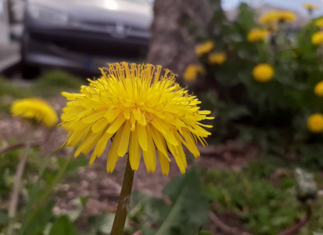 Annexe 20200327_154555.jpg