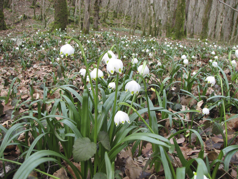 Annexe Niveole du printemps-1.jpg