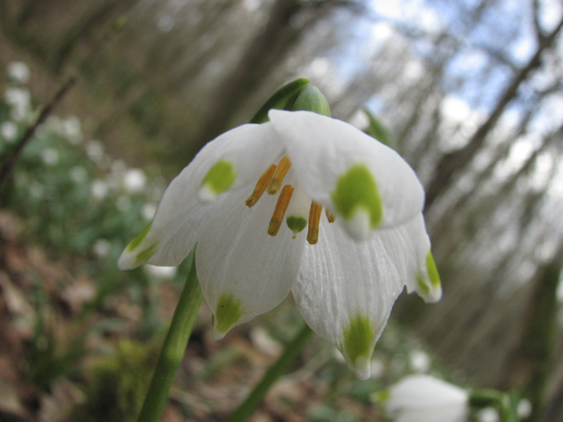 Annexe Niveole du printemps-2.jpg