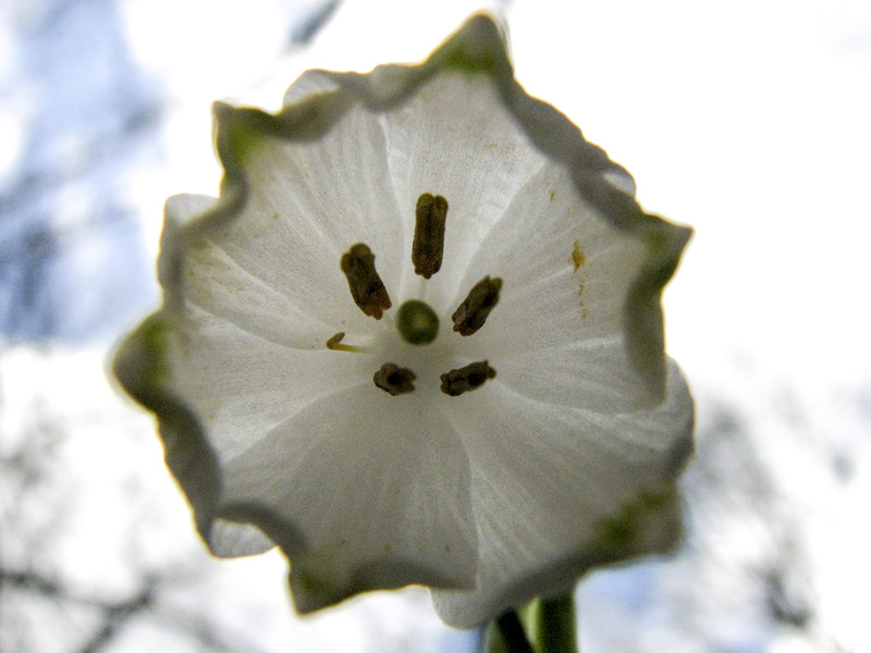 Annexe Niveole du printemps-3.jpg