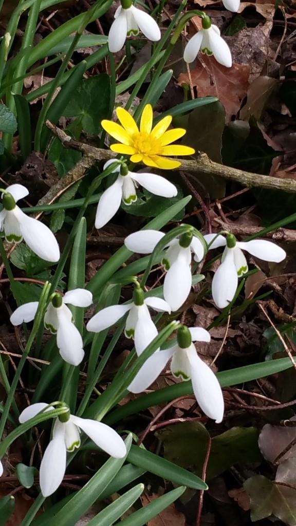 Annexe Perce-neige Ripisylve Les Boires Pont-du-Château 16 2 2017 Comp.jpg