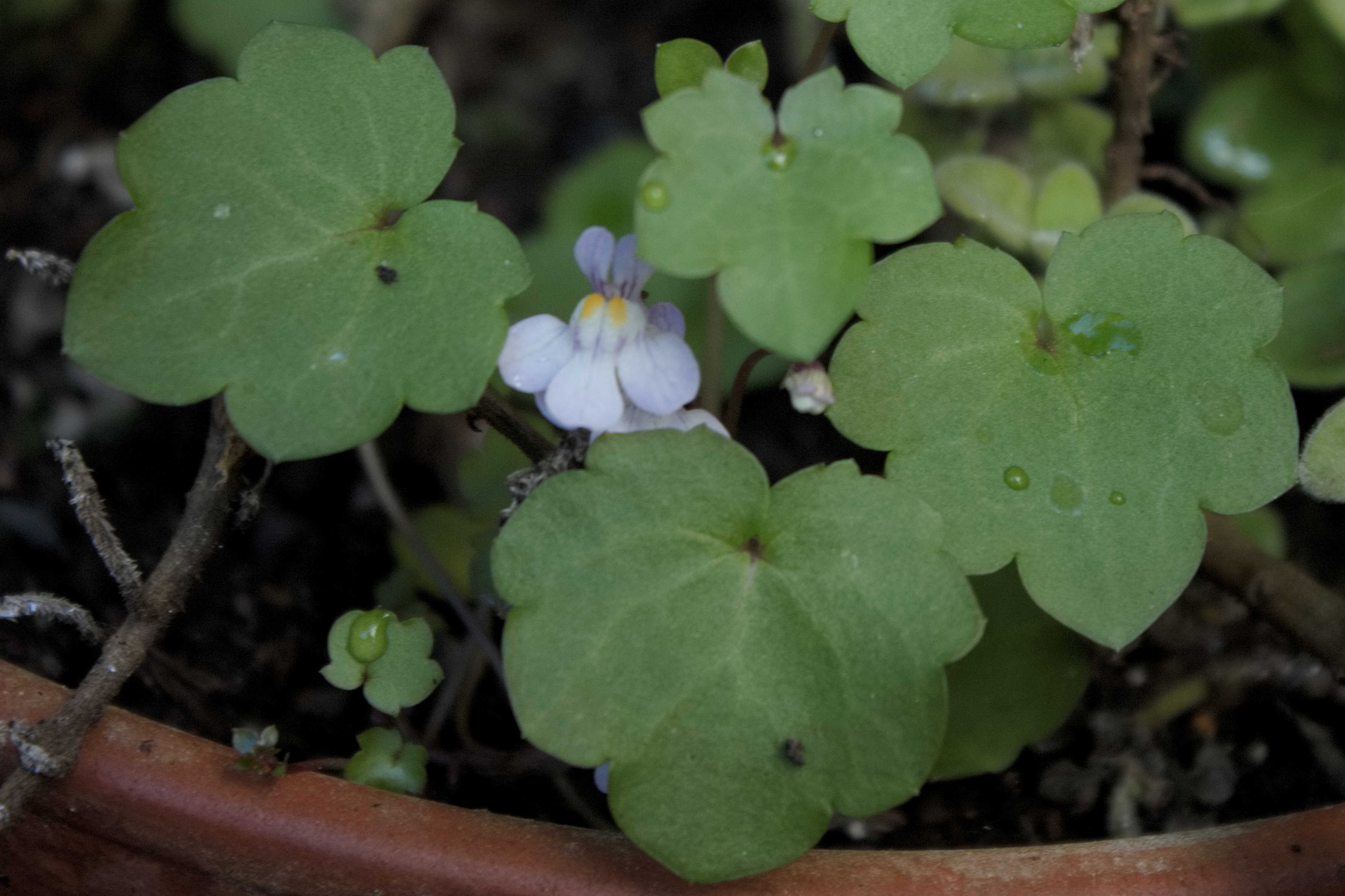 Annexe IMG_4061-01.jpg