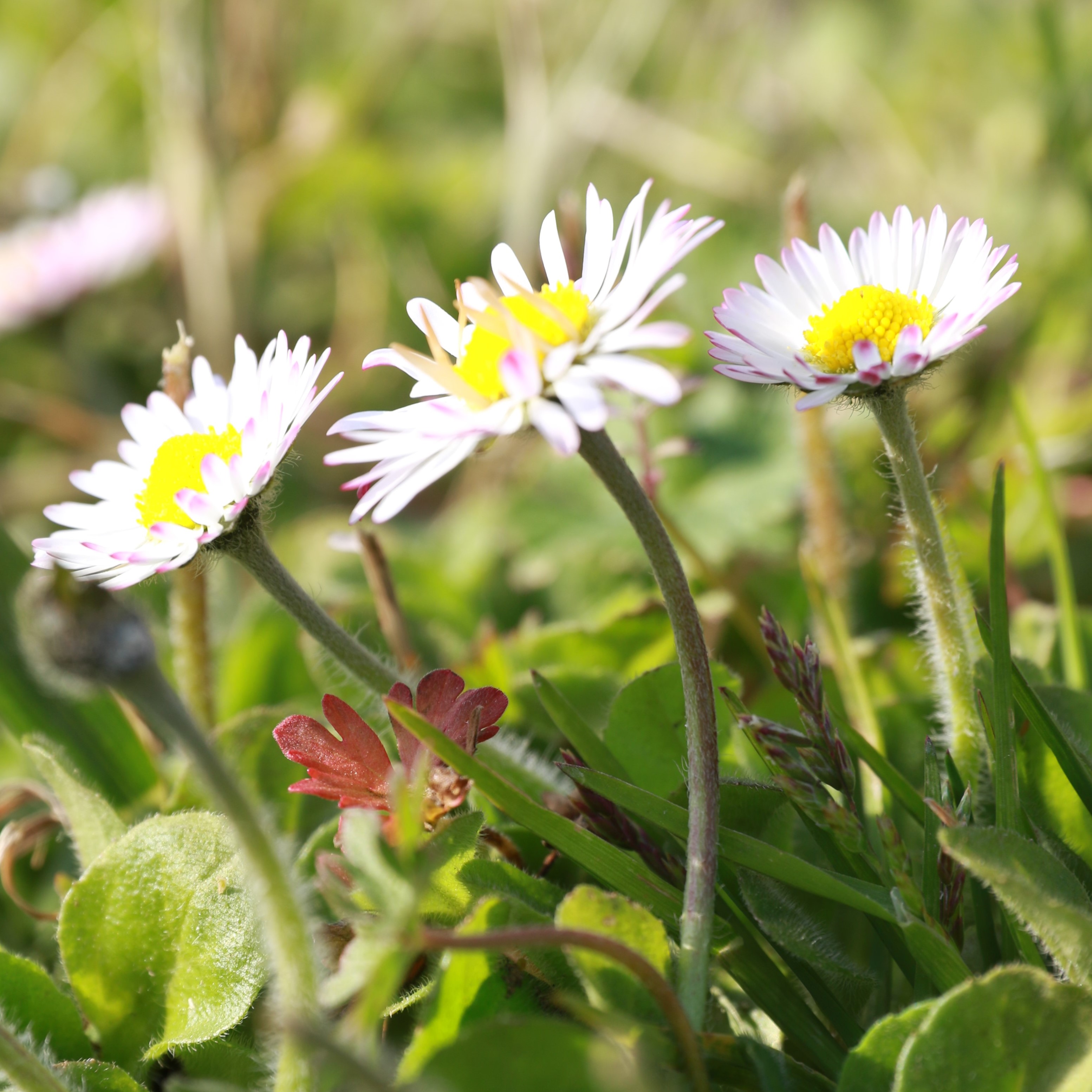 Annexe vue ensemble.jpg