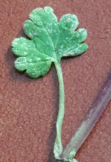 Annexe Lamium ampexicaule Feuille Rec .jpeg