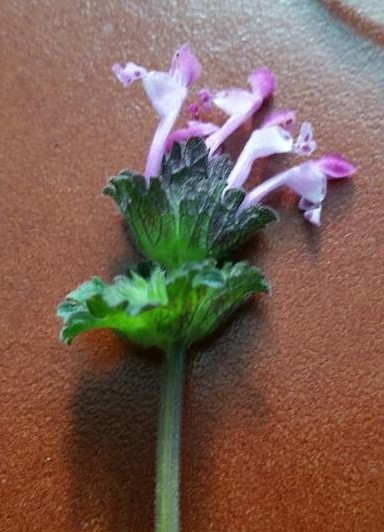 Annexe Lamium ampexicaule L. Fleurs Rec.jpeg