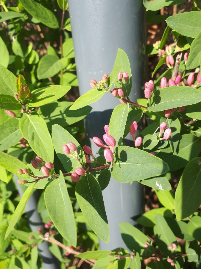 Annexe MOOC_paparazzi1.JPEG