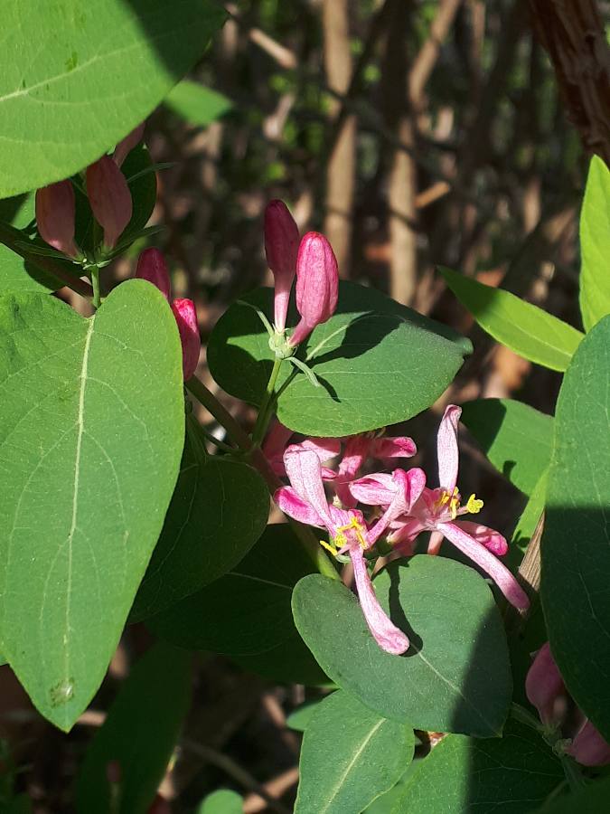 Annexe MOOC_paparazzi2.JPEG