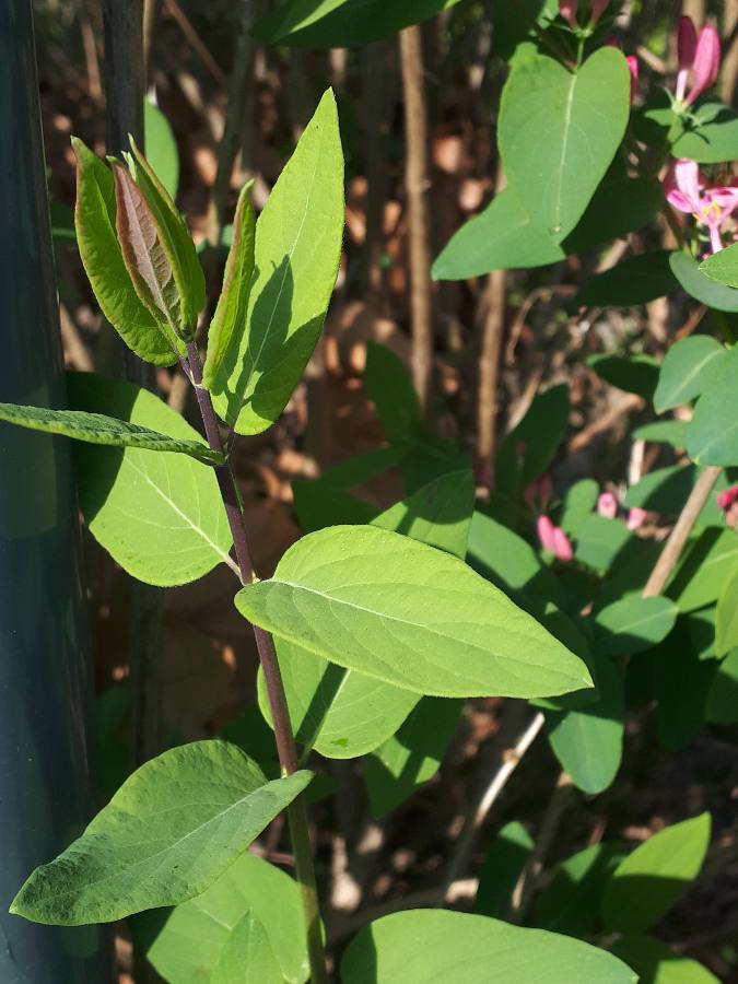 Annexe MOOC_paparazzi3.JPEG