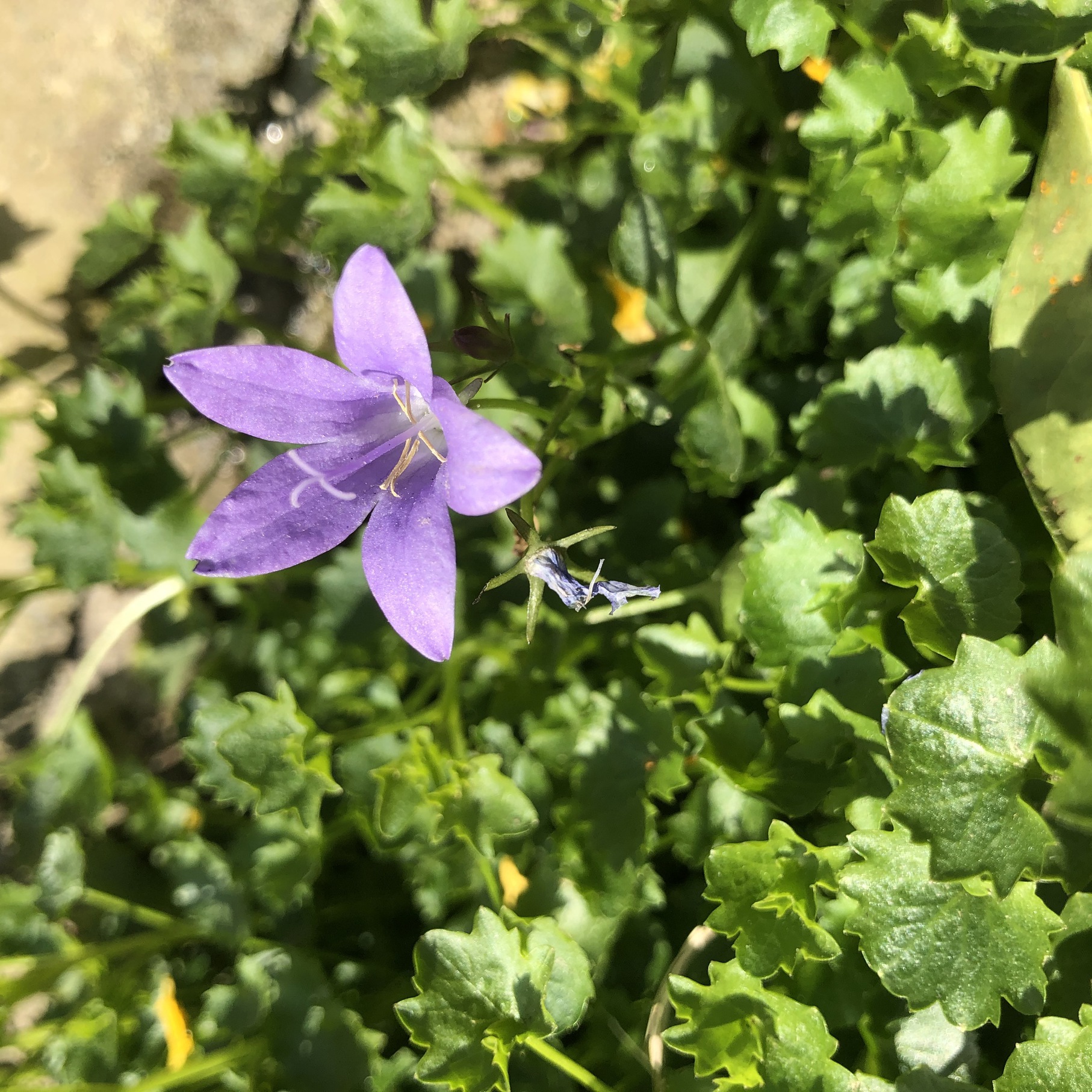 Annexe IMG-0760-ConvertImage.jpg