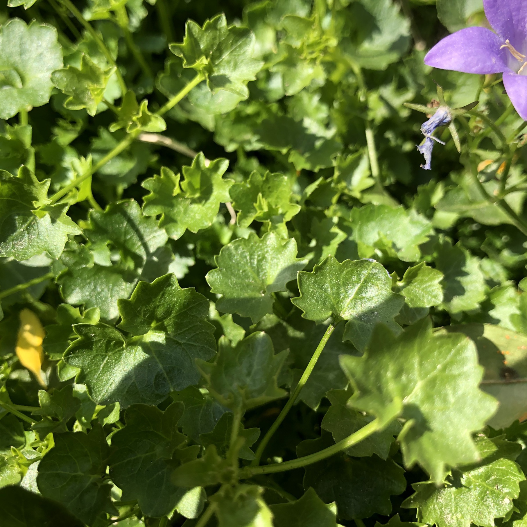 Annexe IMG-0762-ConvertImage.jpg