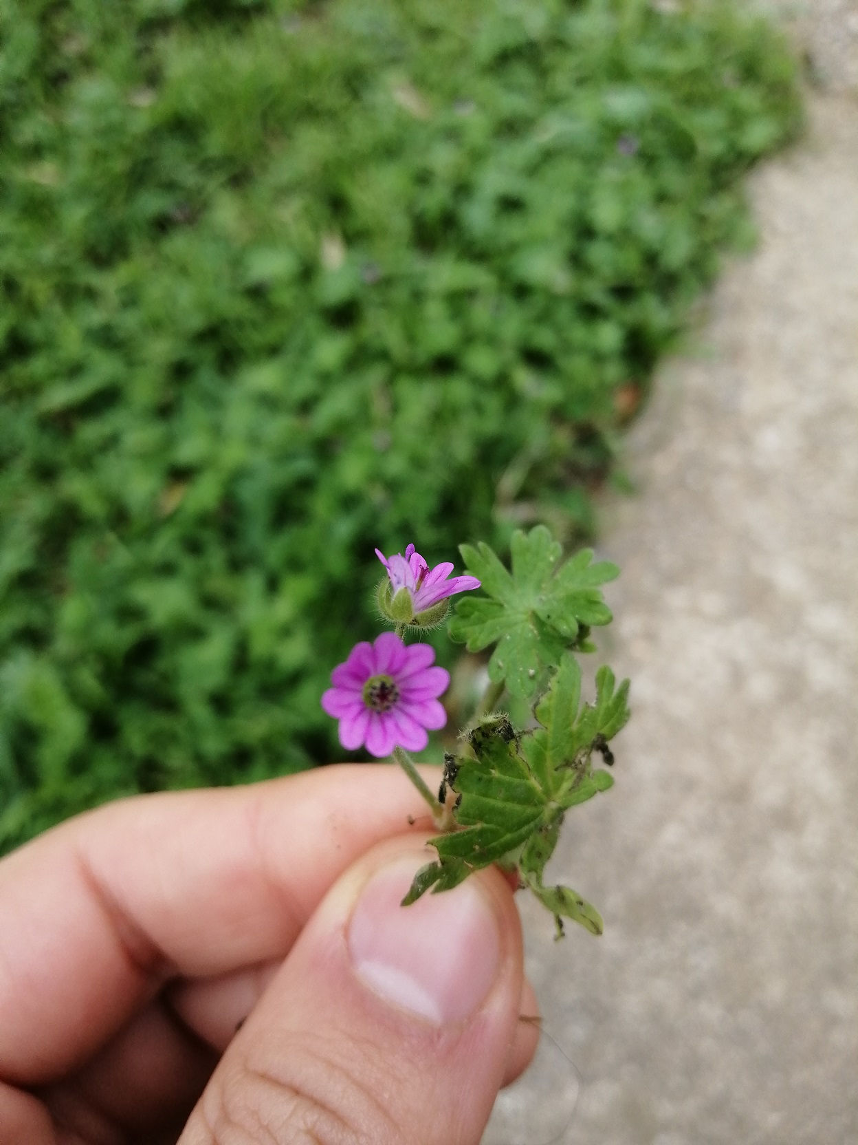 Annexe IMG_20200327_155059.jpg