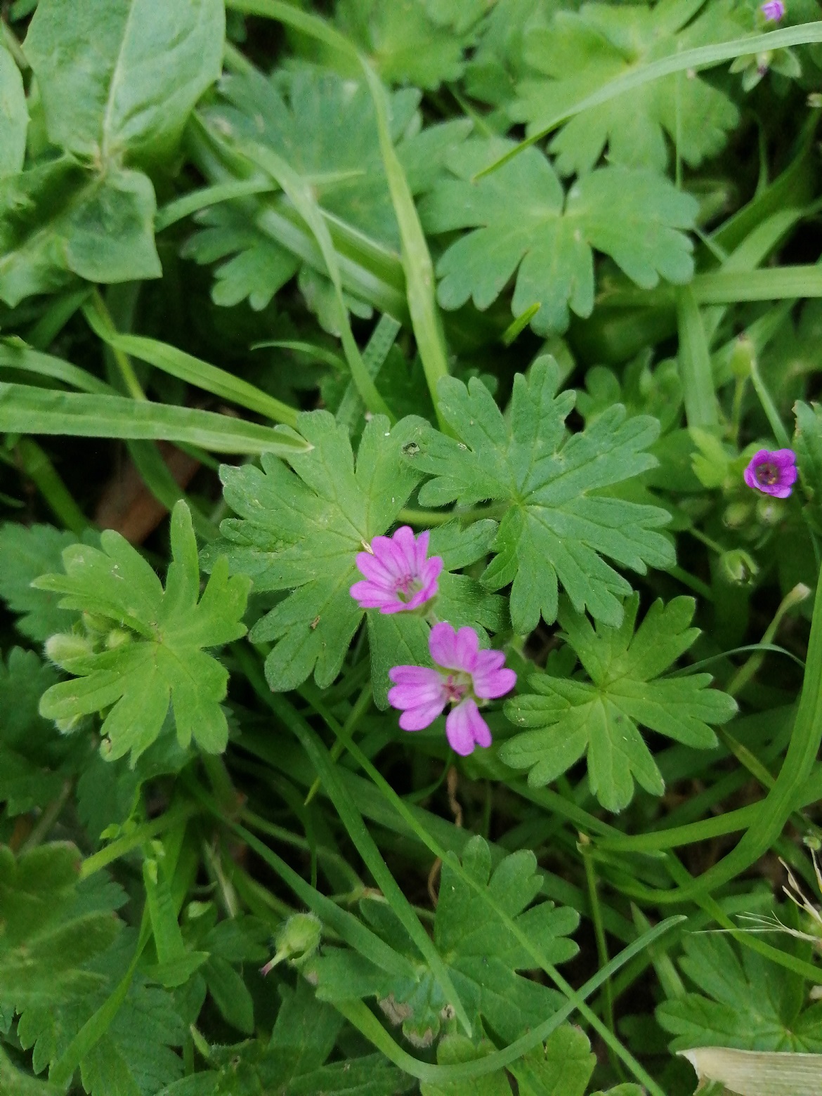 Annexe IMG_20200327_155114.jpg