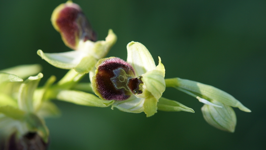 Annexe DSC02473-ConvertImage.jpg