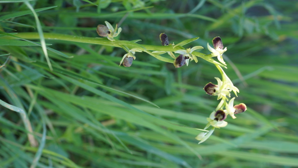 Annexe DSC02476-ConvertImage.jpg