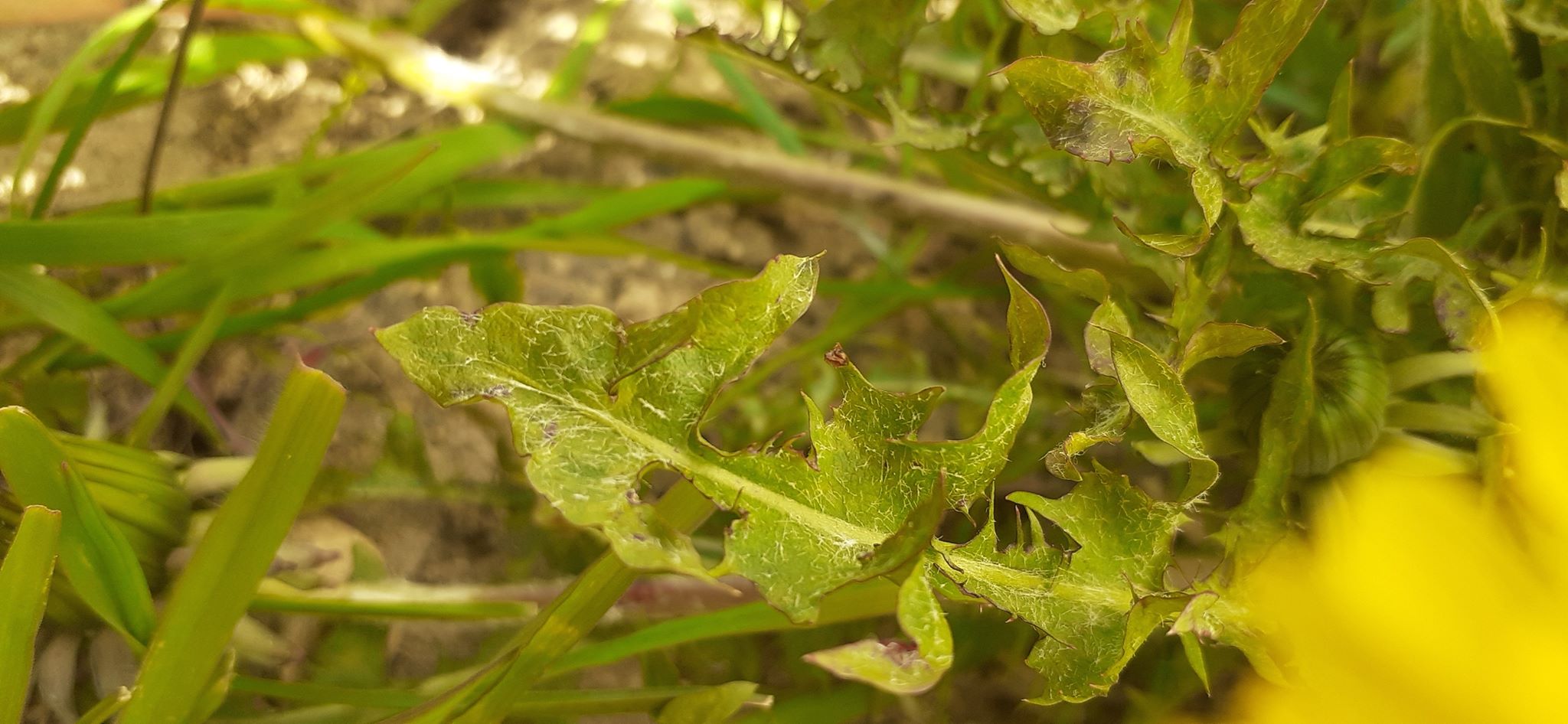 Annexe 91007084_234517514263413_4452499231764119552_n.jpg