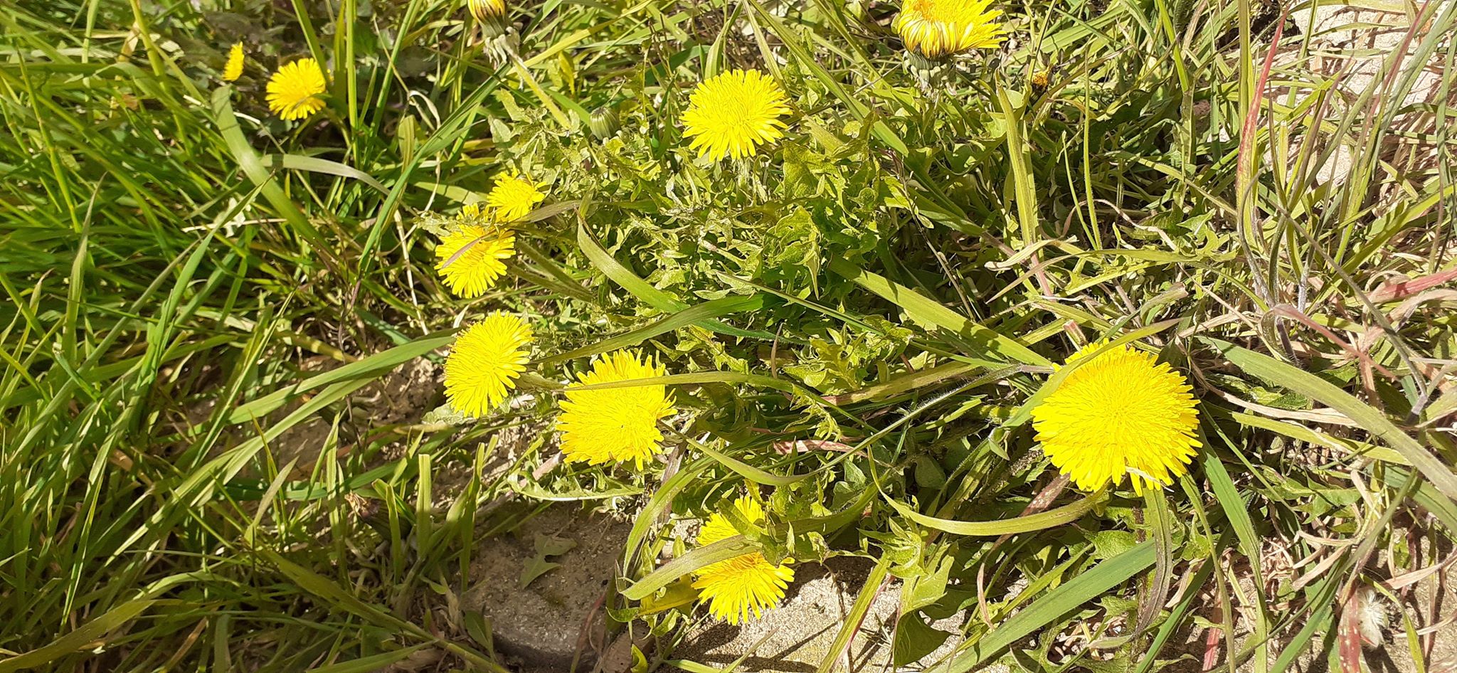 Annexe 91182273_2548955948684057_2755567565899038720_n.jpg