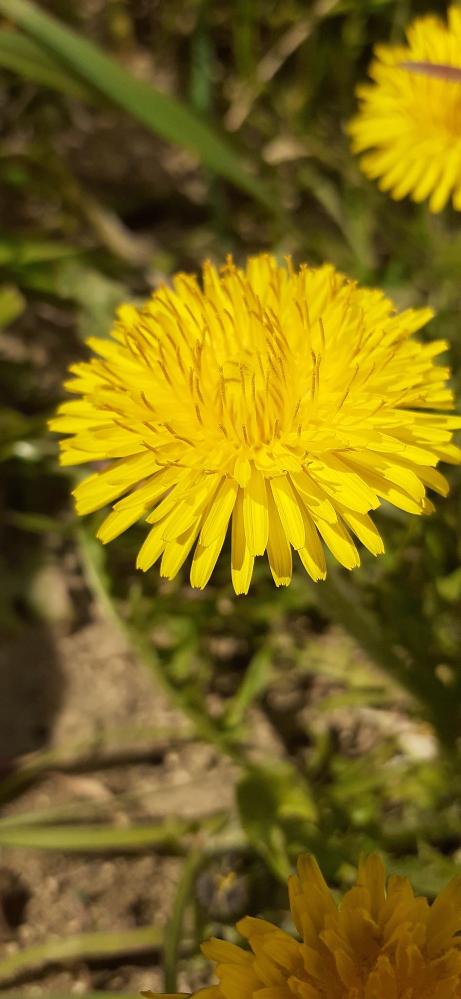 Annexe 91288910_250000389360728_3833070449810472960_n.jpg