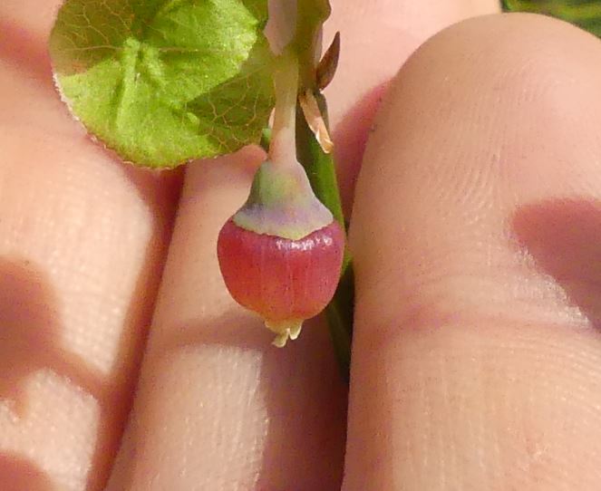 Annexe Fruit de face.JPG