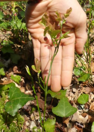 Annexe Vue densemble.JPG