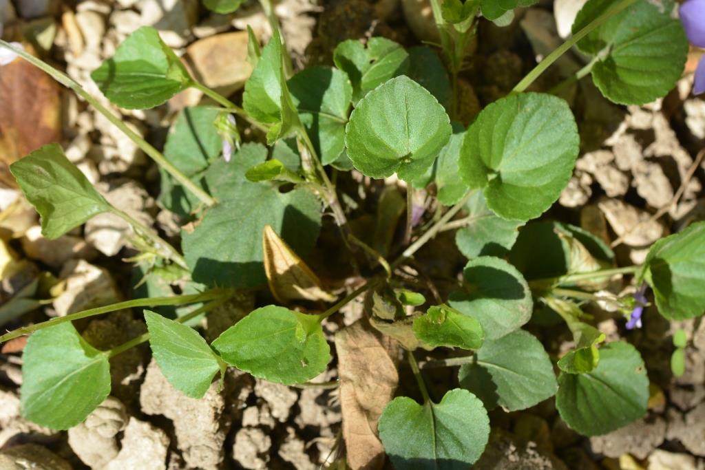 Annexe Feuilles base.JPG