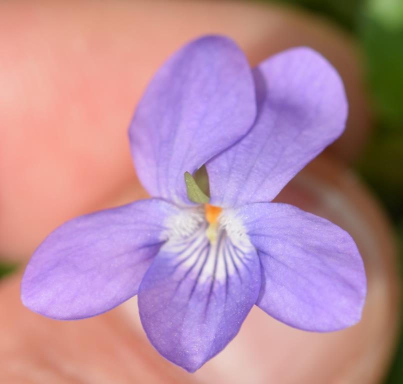 Annexe Fleur dessus.JPG