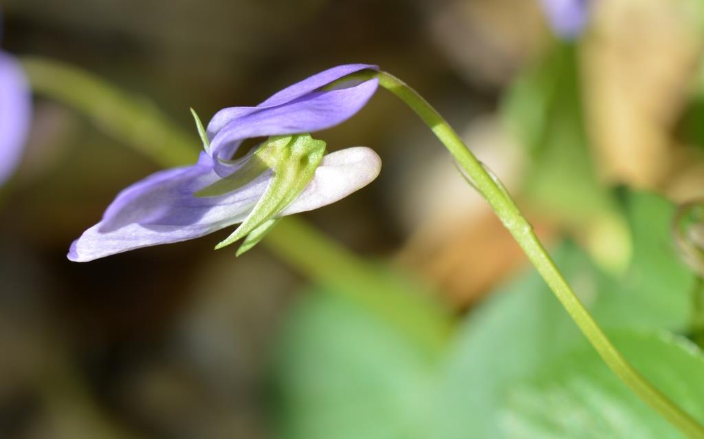 Annexe fleur côté.JPG