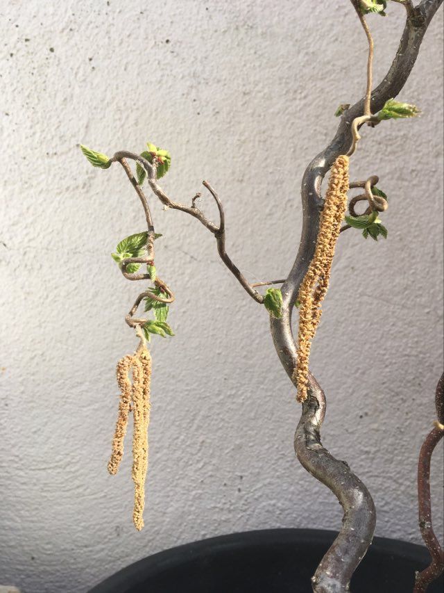 Annexe 91254293_248225359684951_8691440964310401024_n.jpg