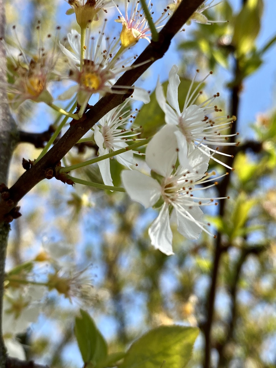 Annexe 20C932F3-5273-4086-8BE1-D186B969F9A2_1_201_a - copie.jpg