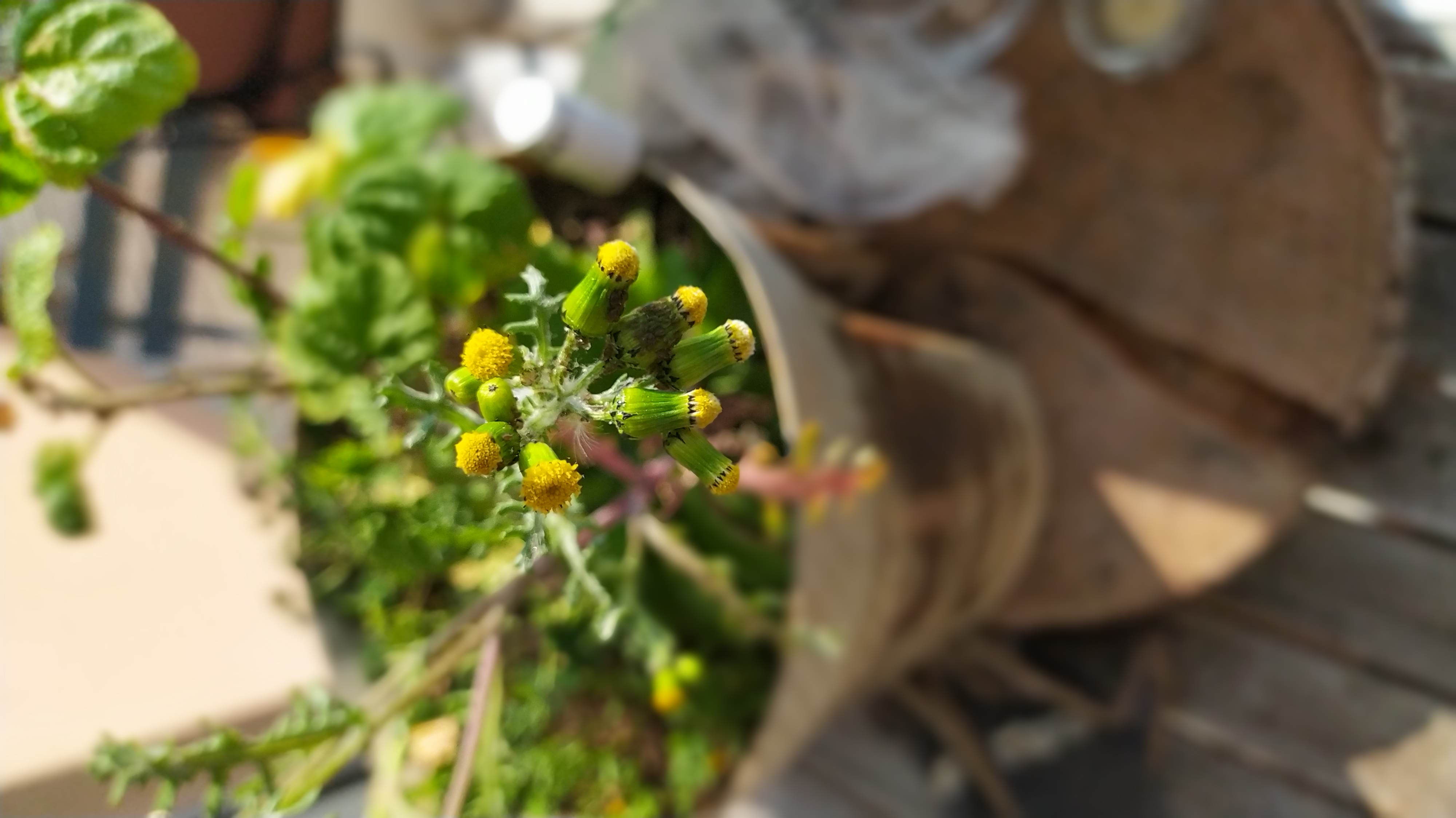 Annexe inflorescence.jpg