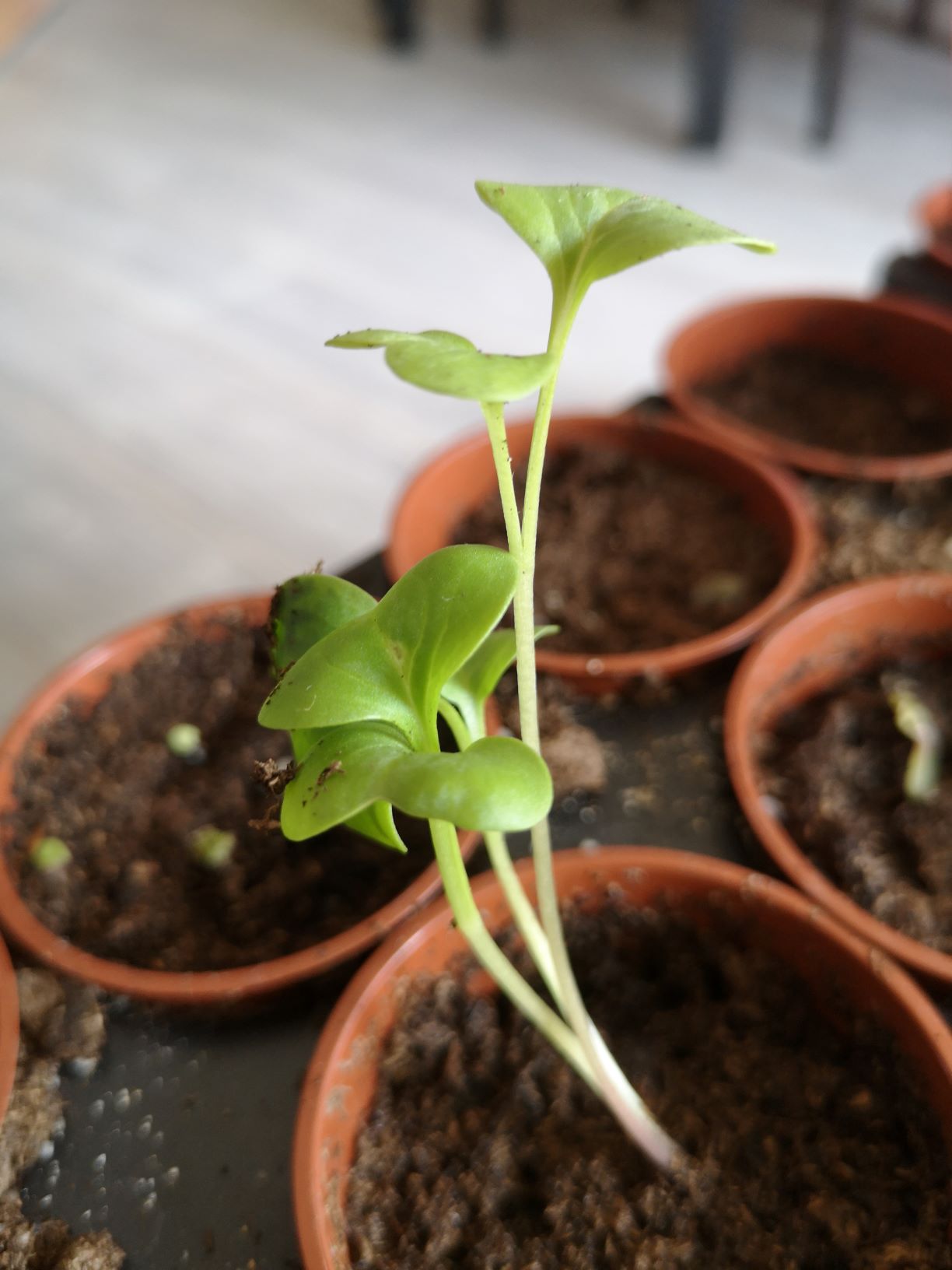 Annexe IMG_20200327_153638 redim.jpg