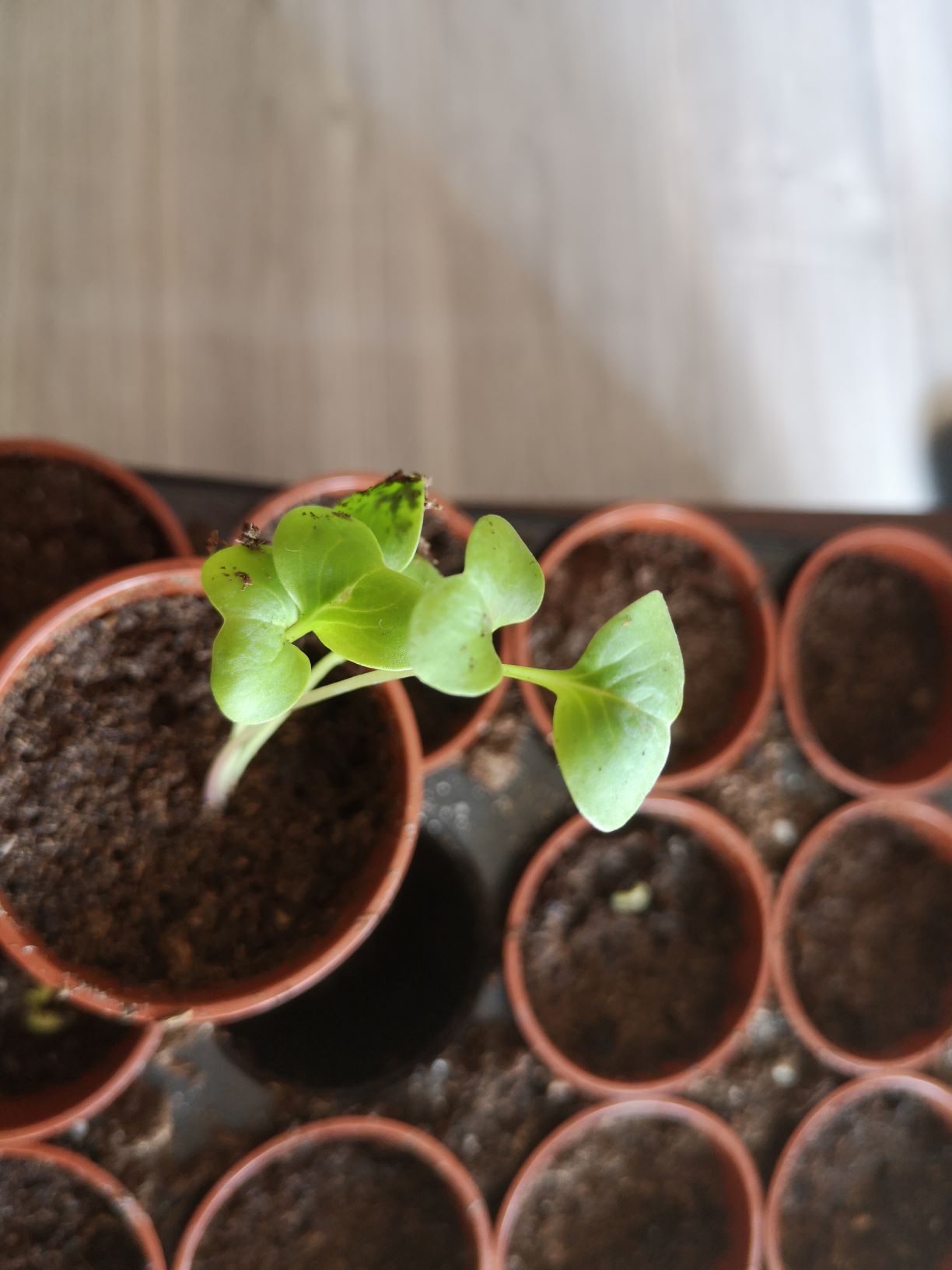 Annexe IMG_20200327_153704 redim.jpg