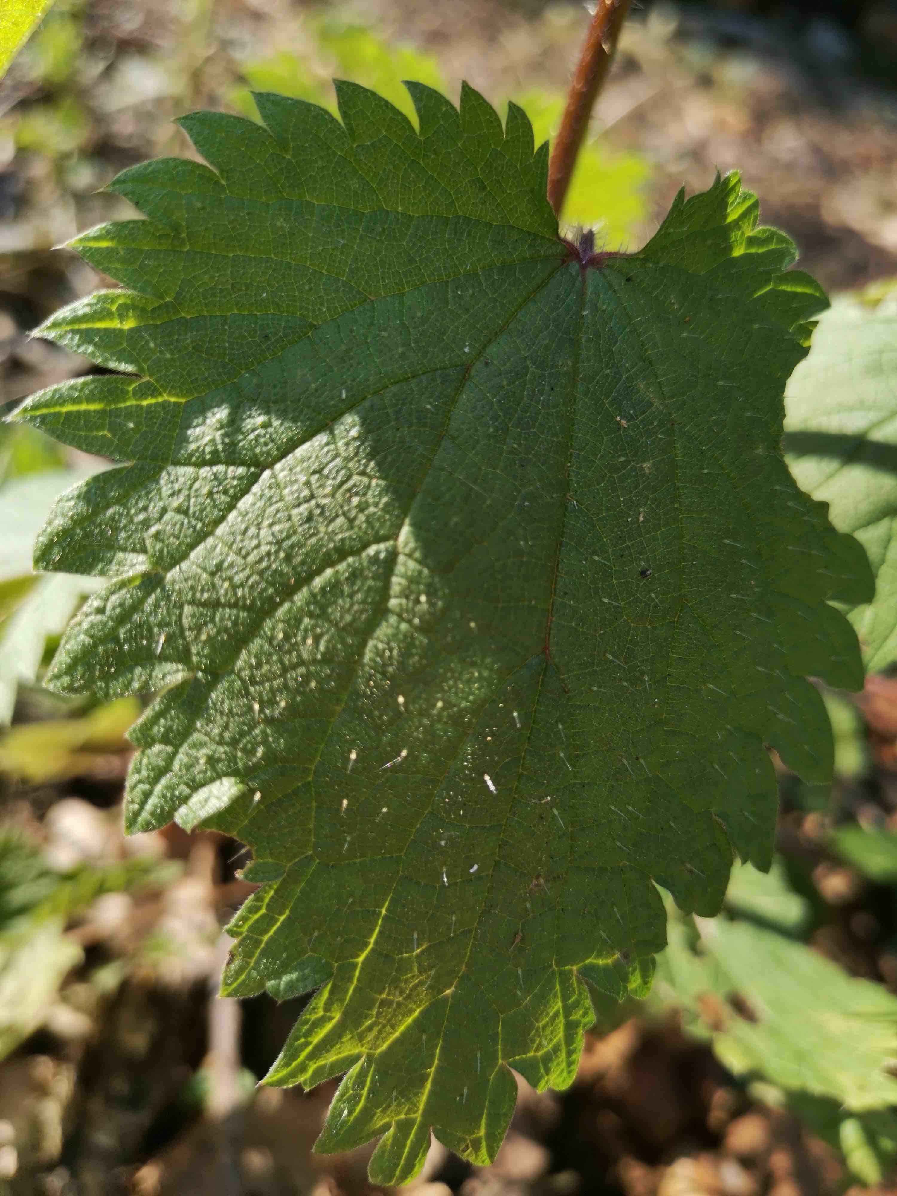 Annexe IMG_20200327_160011.jpg